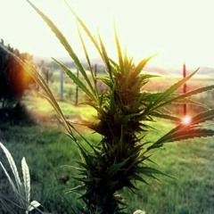 Smoke Buddah - Gee-Lo & Don $aulo