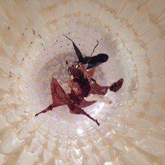 Avalanche three (Portishead + FKA Twigs + Flying Lotus + Acid + Nicolas Jaar)