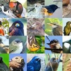 Ciencias Naturales, Las Aves