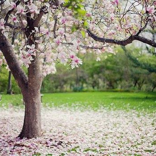 ميلي لو مال الهوى