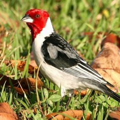 Galo De Campina