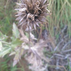 All apologies/Smells like teen spirit Grungestep mix1