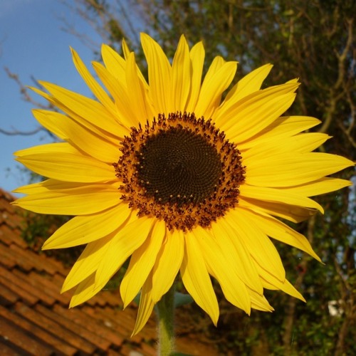 Il Sole Di Settembre   By Salvatore & Hamilton