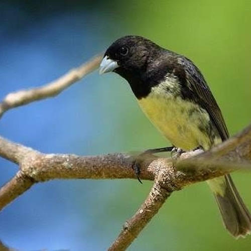 Papa-capim - Yellow-bellied Seedeater, Papa-capim - Yellow-…