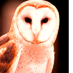 Owl Song Man