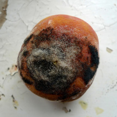 Tomutonttu - TTour Anthem