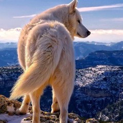 Night Howls Episode #15