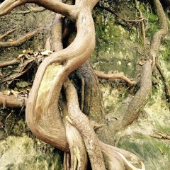 Down By The Water (The Decemberists)