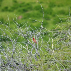 Northern Cardinal in Honolulu, Hawaii