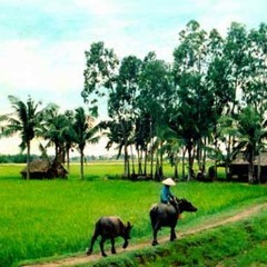 Liên khúc Quê Hương Bỏ Lại/Chiều Tây Đô