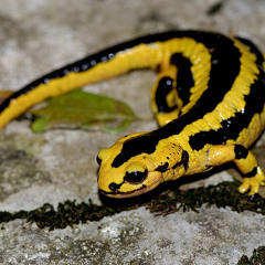 Salamandra - JM