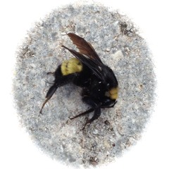 Fast through the trees