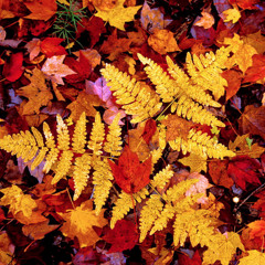 Fern Leaves In The Fall (I Luh Hur)