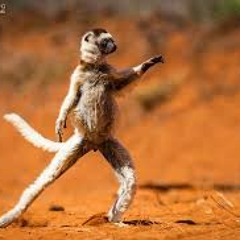 Lemur Foxtrot