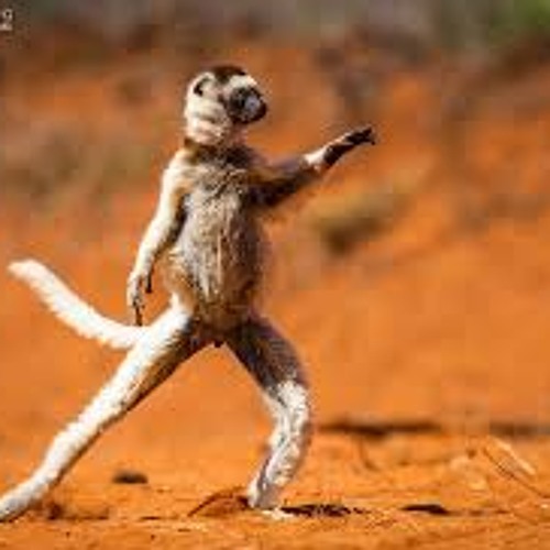 Lemur Foxtrot