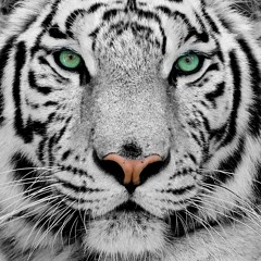 White Tiger (Hippie Sabotage x Tove Lo x Proper)