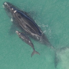 UQ whale expert Michael Noad interview: Southern Right Whale boats strike in Moreton Bay