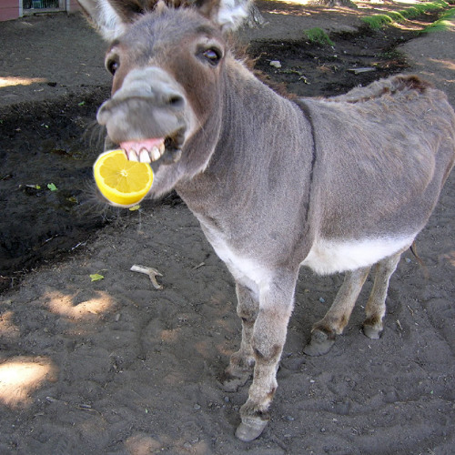 Stream Donkeys Eating Lemons by DangIt (Ze Vatoflagen) Listen online