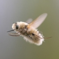 Erlend Øye ‎– The Black Keys Work (Listentomerijn Remix)