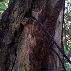 Two Trees Rubbing Against Each Other On The South Coast