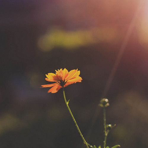 إِنَّ هَٰذِهِ أُمَّتُكُمْ أُمَّةً وَاحِدَةً وَأَنَا رَبُّكُمْ فَاعْبُدُونِ