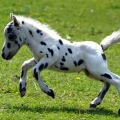 Cloppin Hooves  at Retinal HQ