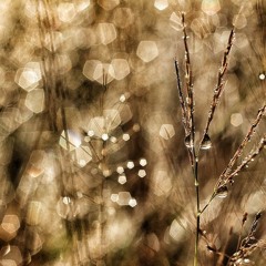 ตัวเปียกฝนใจเปียกฝัน (demo)