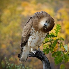 Autumn Vibes (Promomix September 2014)