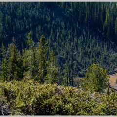 FIELDNOTES: I report on an Eagle Cap Wilderness "Avalanche Swath" X.7.2012