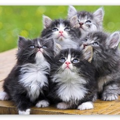Fluffy Kittens (pre - Mix)