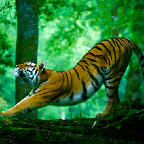 Stretching Tiger Yoga Flow Mix