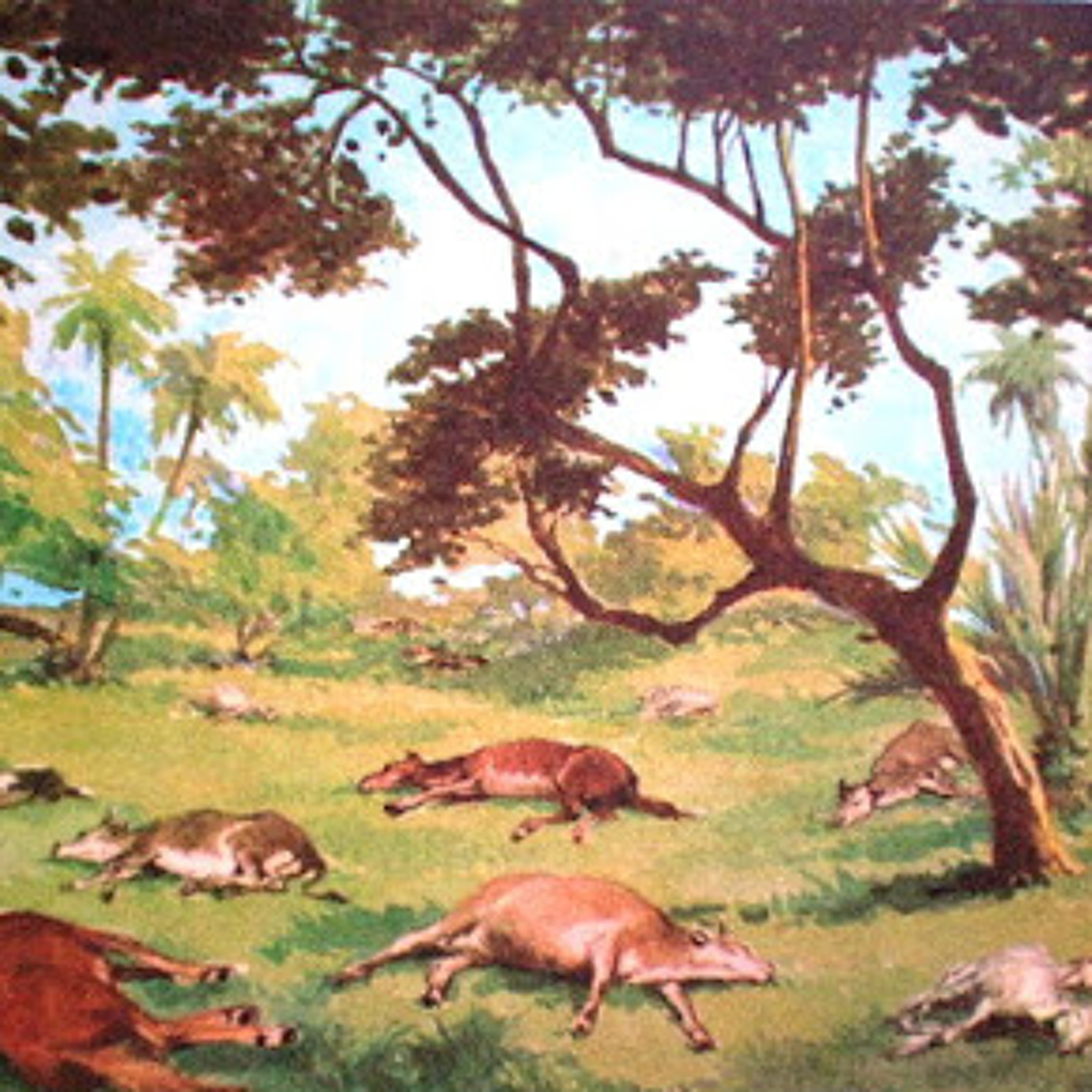 Quinta Praga - Doenças nos animais - Daniel Cabrera episode artwork
