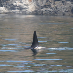 Orca's on Lime Kiln Hydrophone October 1st 2014