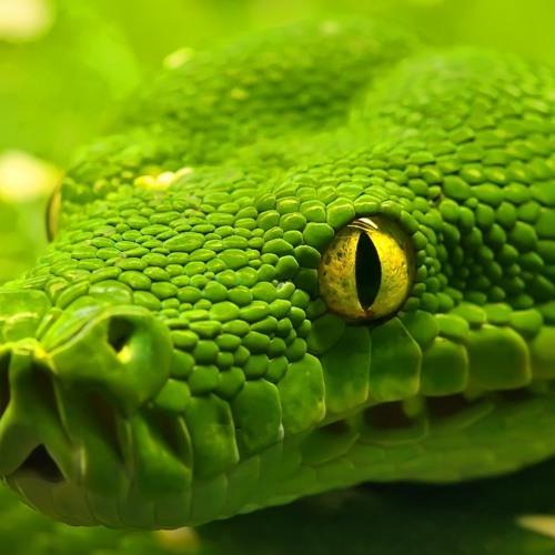 Serpent (Original Mix)