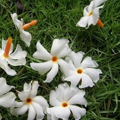 আমার নয়ন ভুলানো এলে