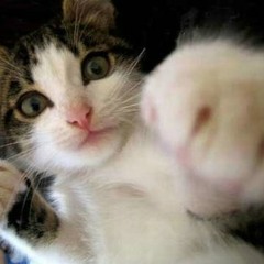 Fight Me !