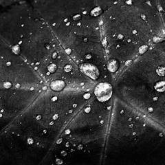 Maladies Of My Heart (Instrumental) - Asad Qazalbash