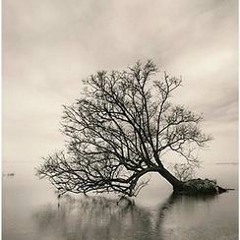 Downward State Of Grace (©2014 S.Murwin)