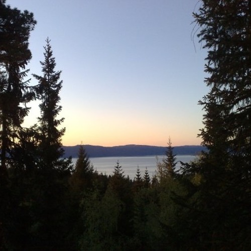 dark psy/Forest