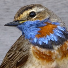 Blue Throat