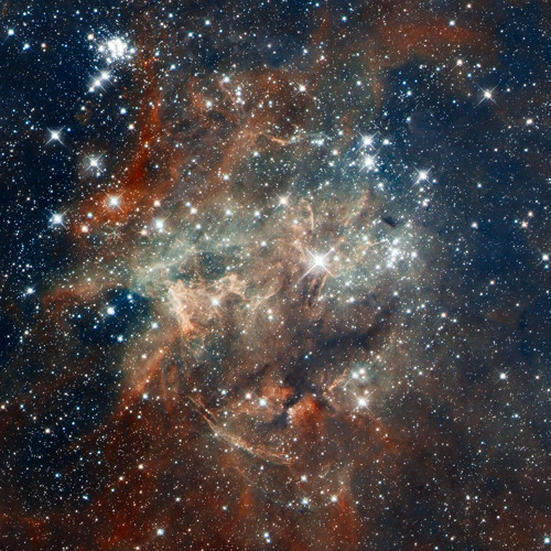 Tarantula