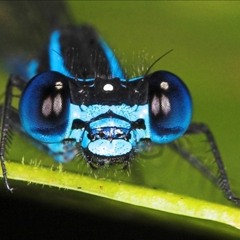 Libellule