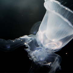 RecOp3
