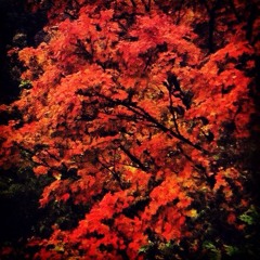 Luminate (Coast To Coast)