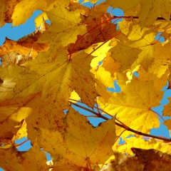 MACRIMA - Oktobergold