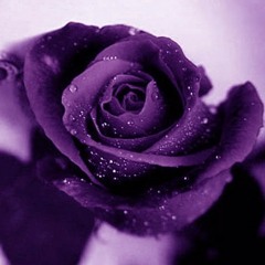 The Rose - Michael Wells & Susan Naples