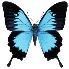 GODLOVESLUCY-BLUE MORPHO BUTTERFLY