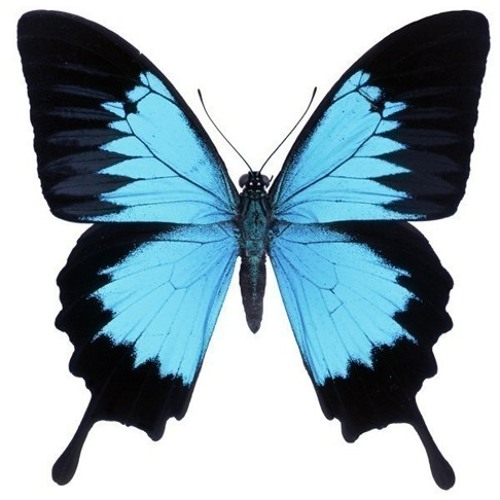 GODLOVESLUCY-BLUE MORPHO BUTTERFLY