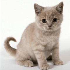 Dan tidurlah (cover)