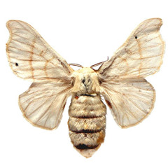Bombyx Mori2014 BlindedMoth dbl Sd Single